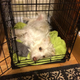 Illustration for article titled Things my dog has buried in my laundry basket